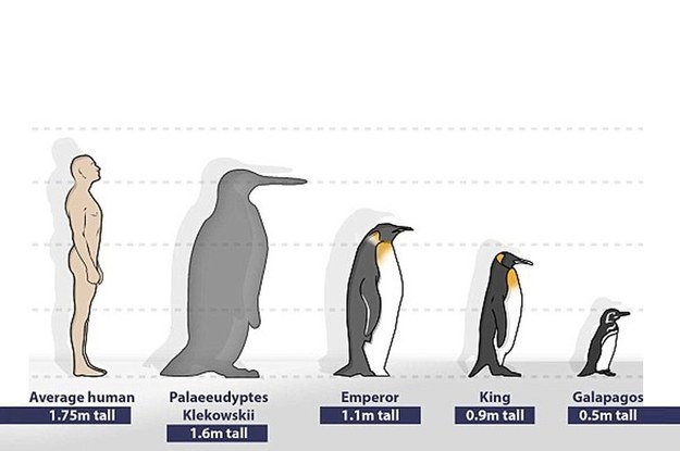 Penguins as tall as humans